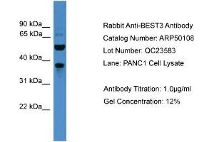 WB Suggested Anti-BEST3  Antibody Titration: 0.