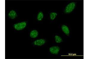 Immunofluorescence of purified MaxPab antibody to BLZF1 on HeLa cell. (BLZF1 anticorps  (AA 1-400))