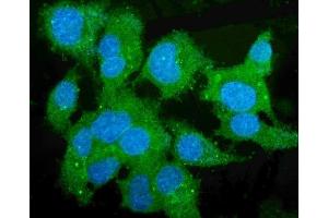 IF analysis of Liver Carboxylesterase 1/CES1 using anti-Liver Carboxylesterase 1/CES1 antibody (ABIN7602719). (CES1 anticorps  (AA 99-206))