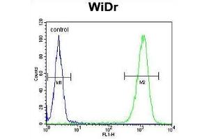 TSPAN33 Antibody (C-term) flow cytometric analysis of WiDr cells (right histogram) compared to a negative control cell (left histogram). (TSPAN33 anticorps  (C-Term))