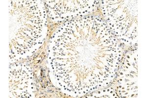 ABIN7094293 and ABIN7098340 at 1/100 staining Rat testis tissue by IHC-P. (HTRA1 anticorps  (Internal Region))