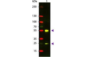 Image no. 1 for Donkey anti-Sheep IgG (Whole Molecule) antibody (Texas Red (TR)) (ABIN301491) (Âne anti-Mouton IgG (Whole Molecule) Anticorps (Texas Red (TR)))