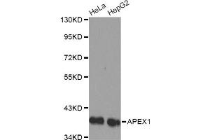 Western blot analysis of extracts of various cell lines, using APEX1 antibody (ABIN1871019) . (APEX1 anticorps)