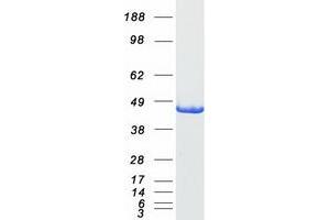 Validation with Western Blot