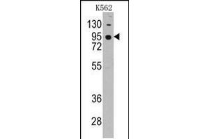 Western blot analysis of anti-CDH7 Pab in K562 cell line lysates (35ug/lane)