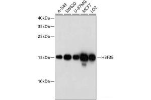 Western blot analysis of extracts of various cell lines using H3F3B Polyclonal Antibody at dilution of 1:1000. (H3F3B anticorps)