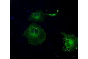 Anti-GBP2 mouse monoclonal antibody (ABIN2452670) immunofluorescent staining of COS7 cells transiently transfected by pCMV6-ENTRY GBP2 (RC209939). (GBP2 anticorps)