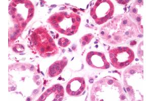Anti-RIP-1 / KRR1 antibody IHC staining of human kidney.
