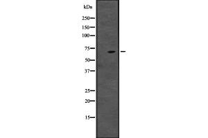 Western blot analysis of CENPT expression in ; HepG2 cell lysate,The lane on the left is treated with the antigen-specific peptide. (CENPT anticorps  (Internal Region))