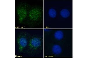 ABIN185264 Immunofluorescence analysis of paraformaldehyde fixed U2OS cells, permeabilized with 0. (DLC1 anticorps  (N-Term))
