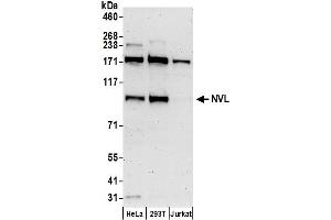 anti-Nuclear VCP-Like (NVL) (AA 75-125) antibody