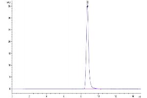 The purity of Mouse IgG2a Fc is greater than 95 % as determined by SEC-HPLC. (IgG2a Fc (AA 98-330) Protéine)