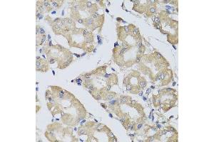 Immunohistochemistry of paraffin-embedded human stomach using BPGM antibody.