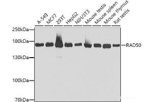 Western blot analysis of extracts of various cell lines using RAD50 Polyclonal Antibody at dilution of 1:1000. (RAD50 anticorps)