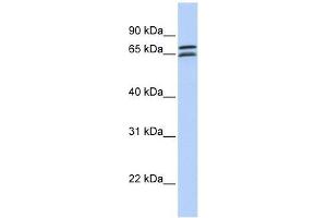 DCP1B antibody used at 0.
