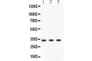Anti- Cyclin D1 Picoband antibody, Western blottingAll lanes: Anti Cyclin D1  at 0. (Cyclin D1 anticorps  (Middle Region))