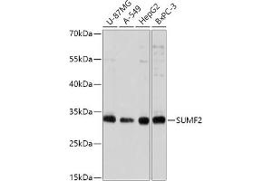 Western blot analysis of extracts of various cell lines, using SUMF2 antibody (ABIN7270627) at 1:1000 dilution. (SUMF2 anticorps  (AA 45-320))