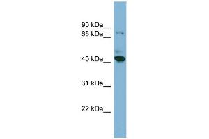 WB Suggested Anti-HERPUD2 Antibody Titration:  0. (HERPUD2 anticorps  (N-Term))