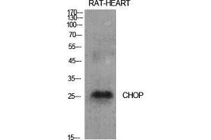 Western Blot (WB) analysis of specific cells using CHOP Polyclonal Antibody. (DDIT3 anticorps  (Internal Region))