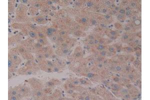 IHC-P analysis of Human Liver Tissue, with DAB staining. (NXN anticorps  (AA 166-327))