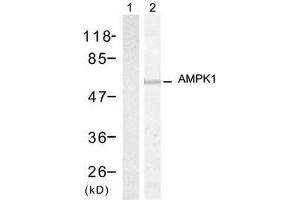 Western blot analysis of extracts from HT-29 cells, using AMPK1 (Ab-174) antibody (E021191, Lane 1 and 2). (PRKAA1 anticorps)