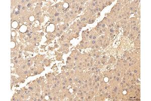 IHC analysis of BHMT using anti-BHMT antibody (ABIN7599940). (BHMT anticorps  (AA 13-386))