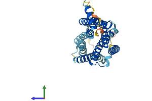AlphaFold protein structure predicition of Human Recombinant GPR31 Protein, UniprotID O00270