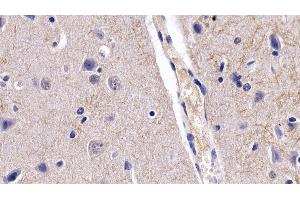 Detection of BDNF in Porcine Cerebrum Tissue using Monoclonal Antibody to Brain Derived Neurotrophic Factor (BDNF) (BDNF anticorps  (AA 20-252))