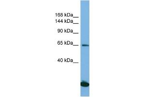 Host: Rabbit Target Name: SAP130 Sample Type: Jurkat Whole Cell lysates Antibody Dilution: 1. (SAP130 anticorps  (C-Term))
