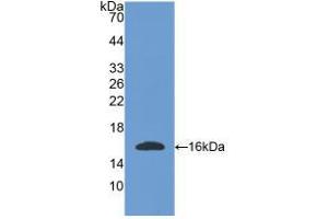 Western blot analysis of recombinant Mouse OGN. (OGN anticorps  (AA 180-298))