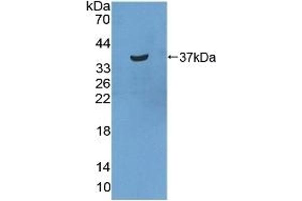 STATH anticorps  (AA 1-62)