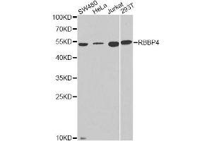 Western blot analysis of extracts of various cell lines, using RBBP4 antibody. (Retinoblastoma Binding Protein 4 anticorps  (AA 1-425))