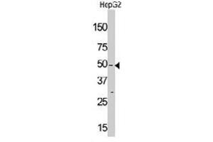 Western blot analysis of MLKLAK polyclonal antibody  in HepG2 cell line lysate (35 ug/lane). (ZAK anticorps  (Internal Region))