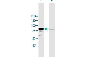 Western Blot analysis of EWSR1 expression in transfected 293T cell line by EWSR1 MaxPab polyclonal antibody. (EWSR1 anticorps  (AA 1-656))
