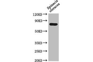 Western Blot Positive WB detected in: Spinacia oleracea leaf tissue All lanes: DEG15 antibody at 1:1000 Secondary Goat polyclonal to rabbit IgG at 1/50000 dilution Predicted band size: 77 kDa Observed band size: 77 kDa (DEG15 anticorps  (AA 572-709))