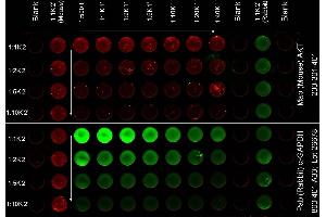 ELISA of Mouse Anti-AKT Antibody.