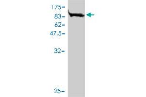 Western Blot detection against Immunogen (89.