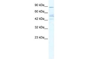 CHRNB2 antibody used at 5 ug/ml to detect target protein. (CHRNB2 anticorps)