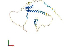 AlphaFold protein structure predicition of Human Recombinant PRRX2 Protein, UniprotID Q99811