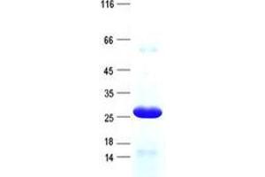 Validation with Western Blot