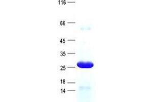 Validation with Western Blot (TRIM40 Protein (His tag))