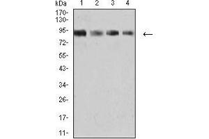 Western blot analysis using KDM1A mouse mAb against K562 (1), SW480 (2), Jurkat (3), and Hela (4) cell lysate. (LSD1 anticorps  (AA 55-263))