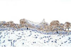 Immunohistochemical staining (Formalin-fixed paraffin-embedded sections) of human skin with DAZ2 polyclonal antibody  at 4-8 ug/mL working concentration. (DAZ2 anticorps  (N-Term))
