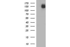 Image no. 2 for anti-CD163 (CD163) antibody (ABIN1497175) (CD163 anticorps)