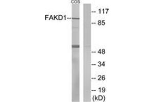 Western blot analysis of extracts from COS7 cells, using FAKD1 Antibody. (FASTKD1 anticorps  (AA 561-610))