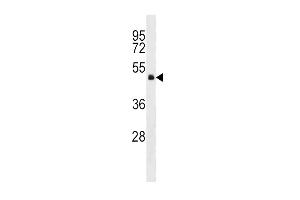 GNA13 Antibody (Center) (ABIN1537979 and ABIN2848694) western blot analysis in HepG2 cell line lysates (35 μg/lane).
