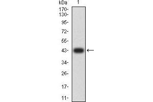 Western blot analysis using CD143 mAb against human CD143 (AA: extra 30-182) recombinant protein.