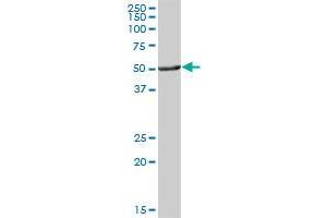 ALDH3A1 MaxPab polyclonal antibody.