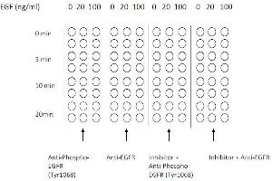 Example of how to seed cells for cell-based assay (EGFR Kit ELISA)