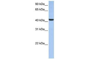 Western Blotting (WB) image for anti-beta-1,3-N-Acetylglucosaminyltransferase 7 (B3GNT7) antibody (ABIN2459256) (B3GNT7 anticorps)